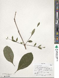 Chionanthus virginicus image