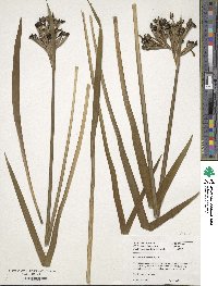 Image of Sisyrinchium palmifolium