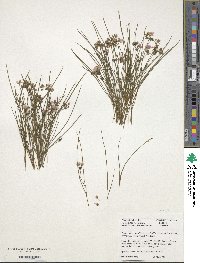 Image of Callisia rosea