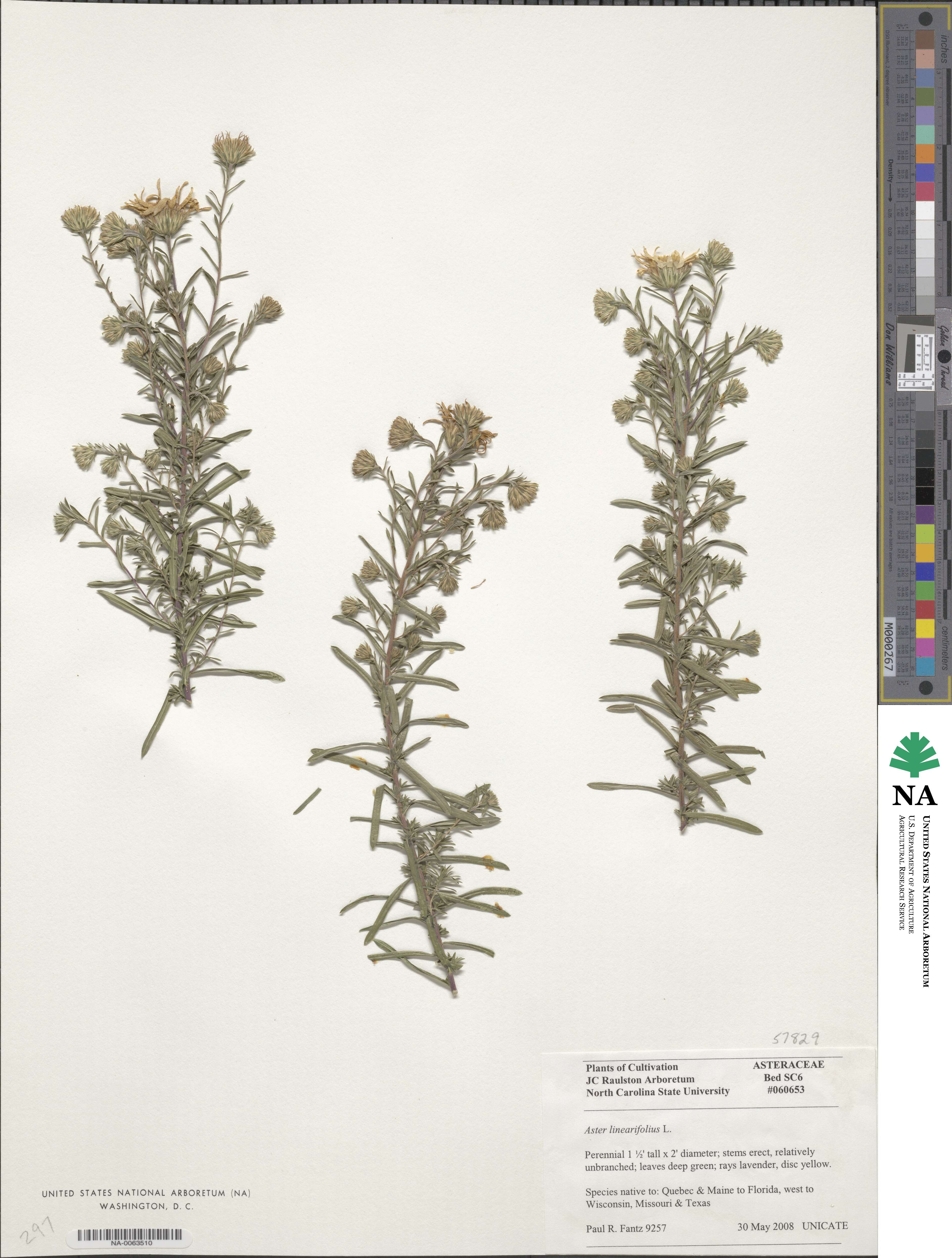 Ericameria linearifolia image