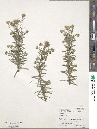 Ericameria linearifolia image