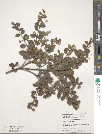 Image of Osmanthus delavayi