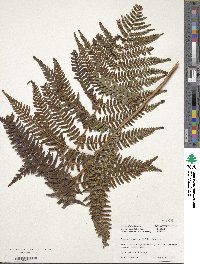 Dryopteris erythrosora image