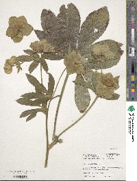 Helleborus odorus image
