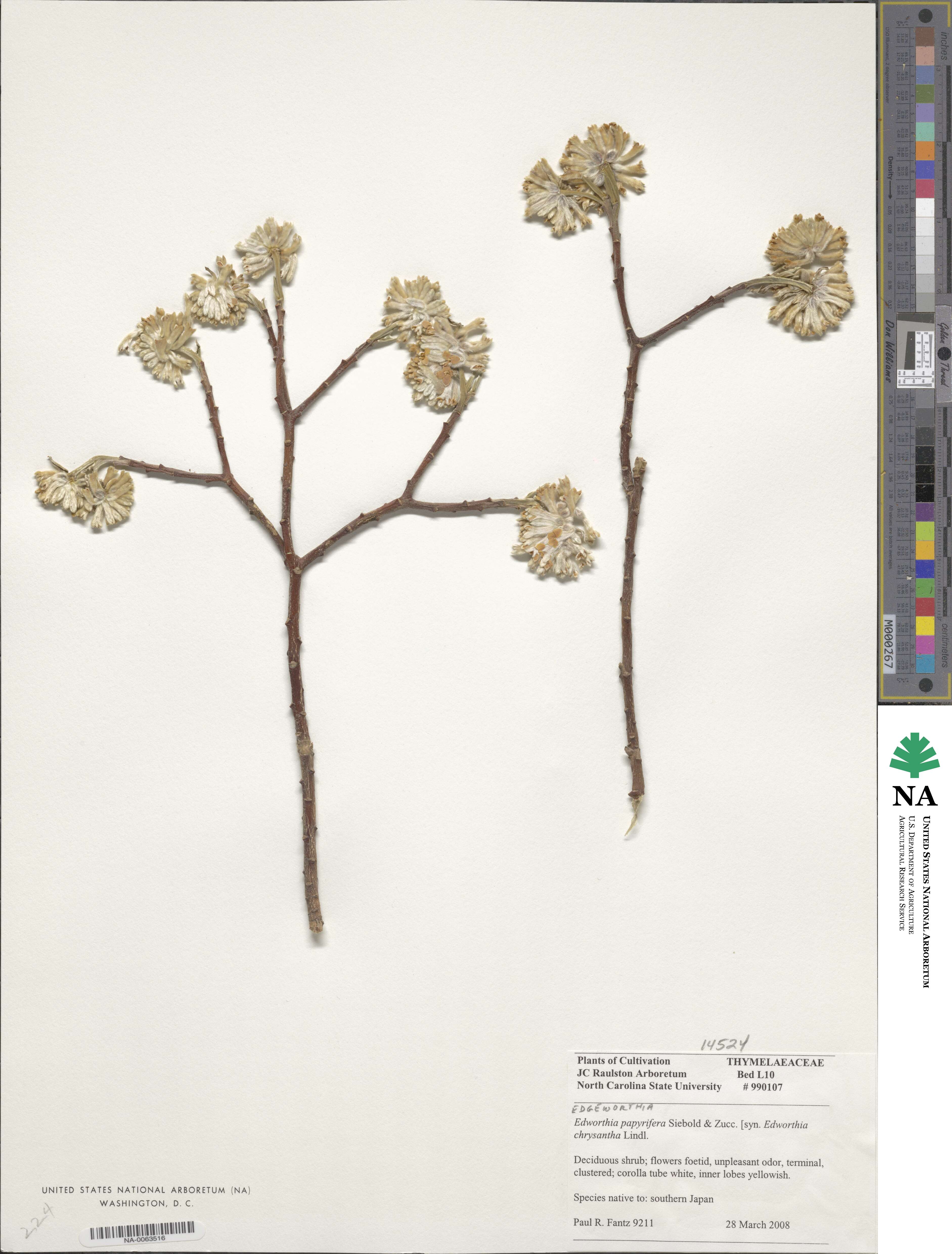 Edgeworthia chrysantha image