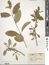 Euonymus carnosus image