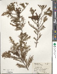 Taxodium distichum image