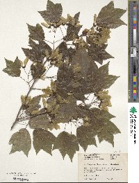 Acer buergerianum image