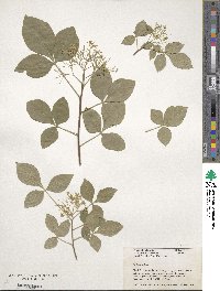 Ptelea trifoliata image
