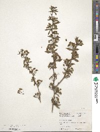Berberis henryana image