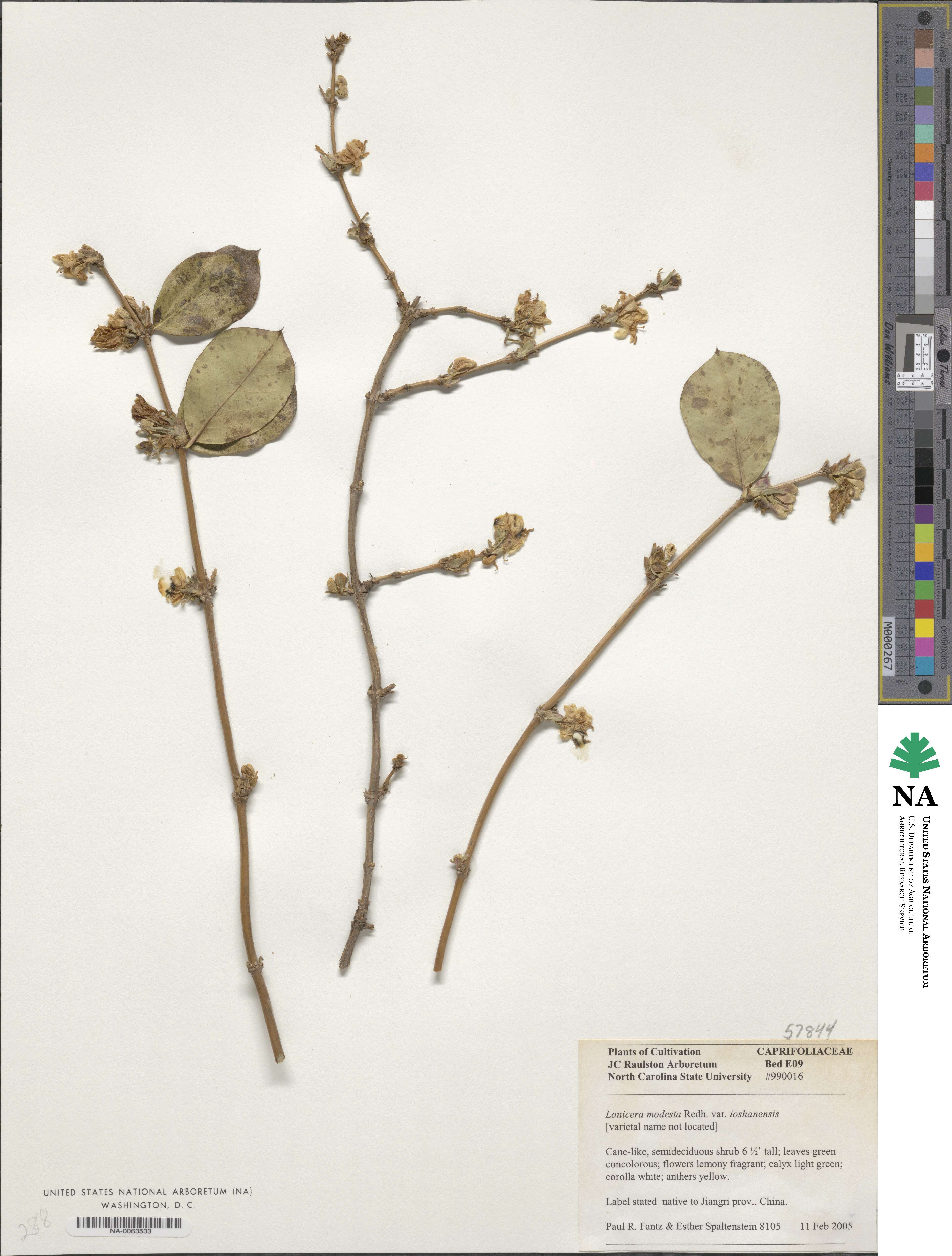 Lonicera modesta var. lushanensis image