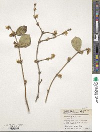 Lonicera modesta image