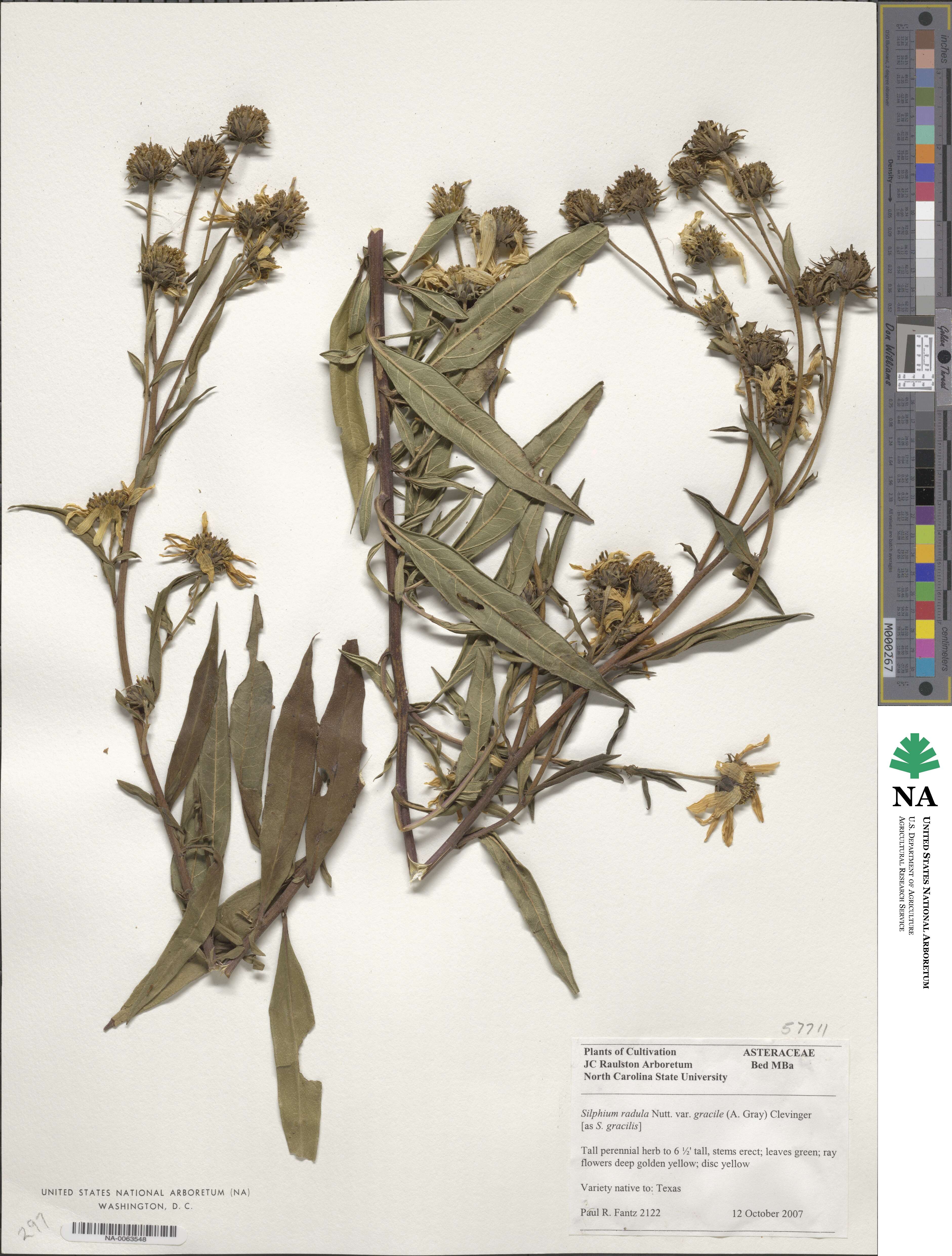 Silphium radula var. gracile image