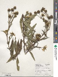 Silphium radula image