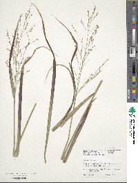 Panicum virgatum image