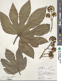 Fatsia japonica image