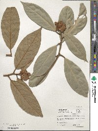 Machilus grijsii image