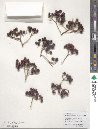 Sorbus aucuparia image