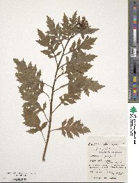 Erechtites valerianifolius image