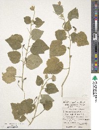 Abutilon indicum image