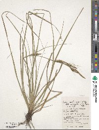 Carex wahuensis subsp. robusta image