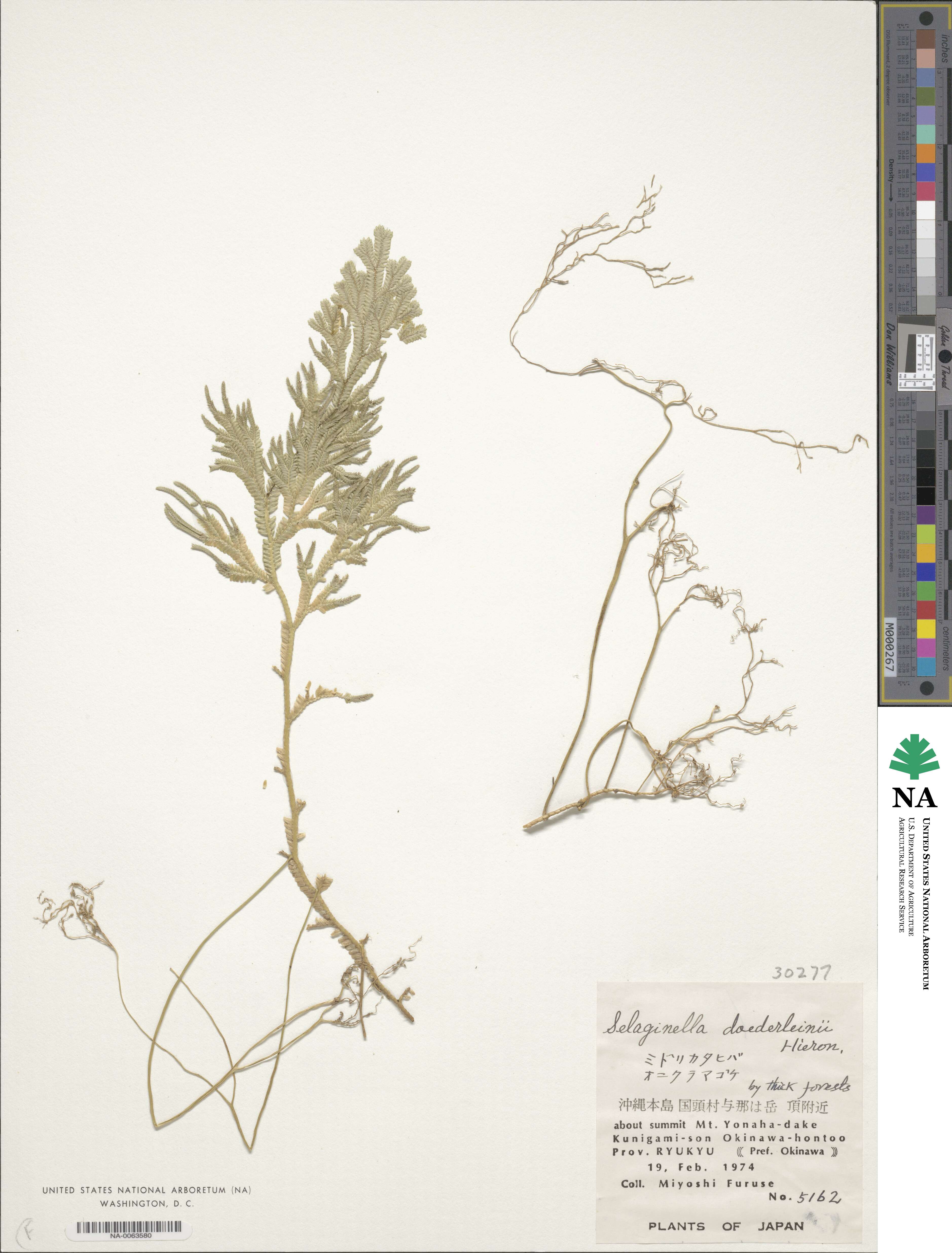 Selaginella doederleinii image