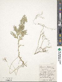 Selaginella doederleinii image