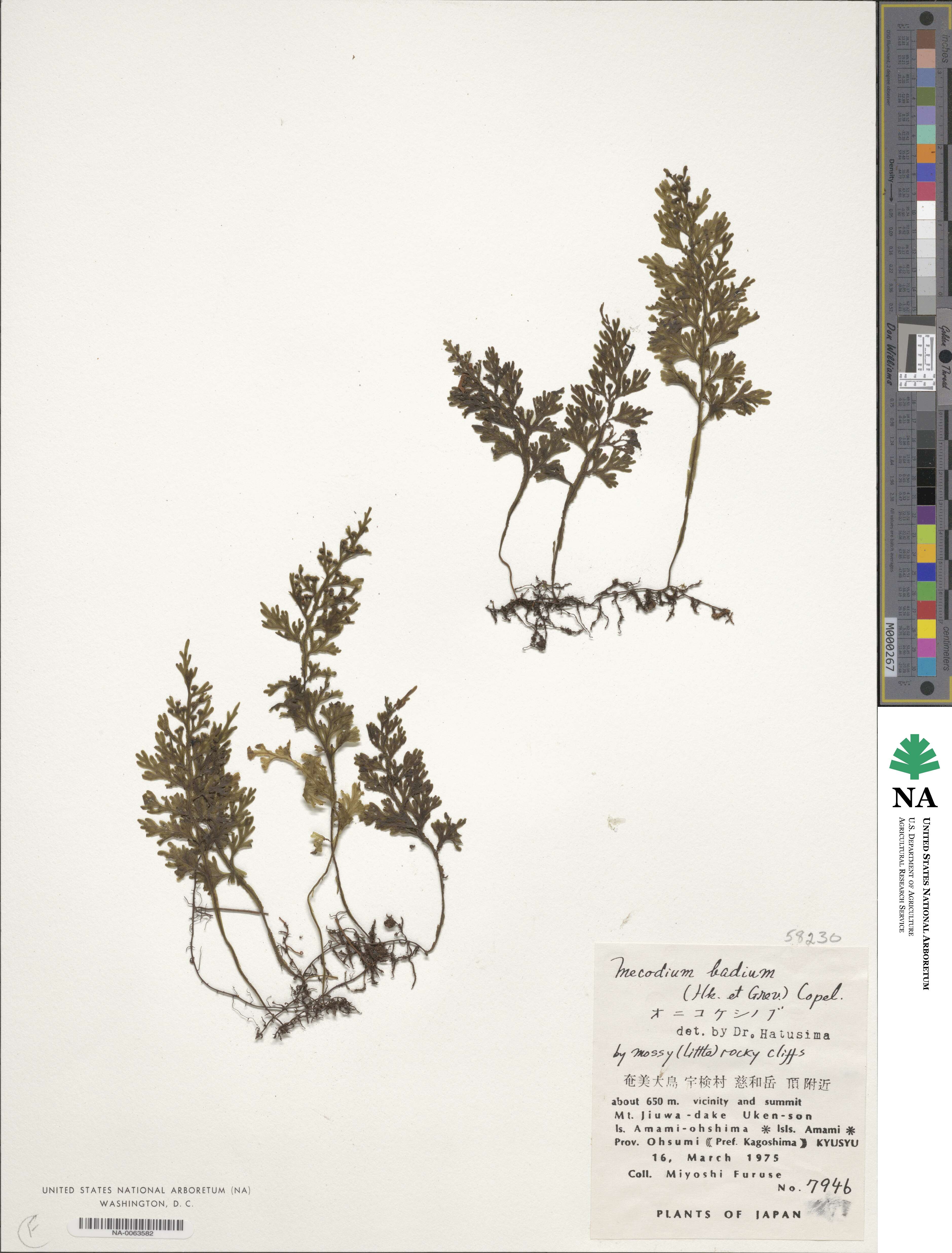 Hymenophyllum badium image