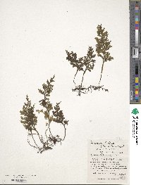 Hymenophyllum badium image