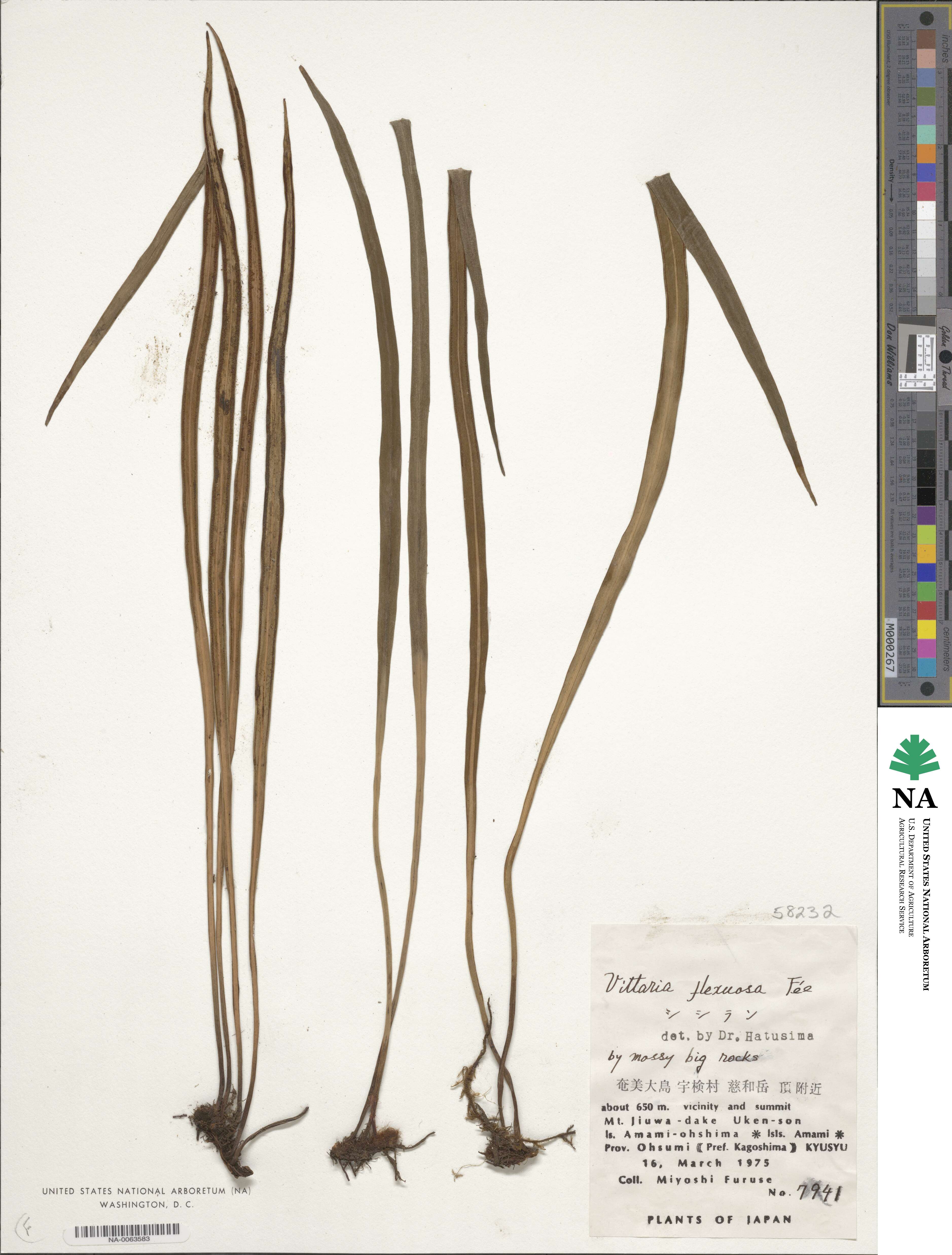 Haplopteris flexuosa image