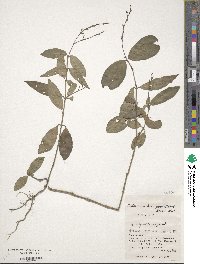 Codonacanthus pauciflorus image