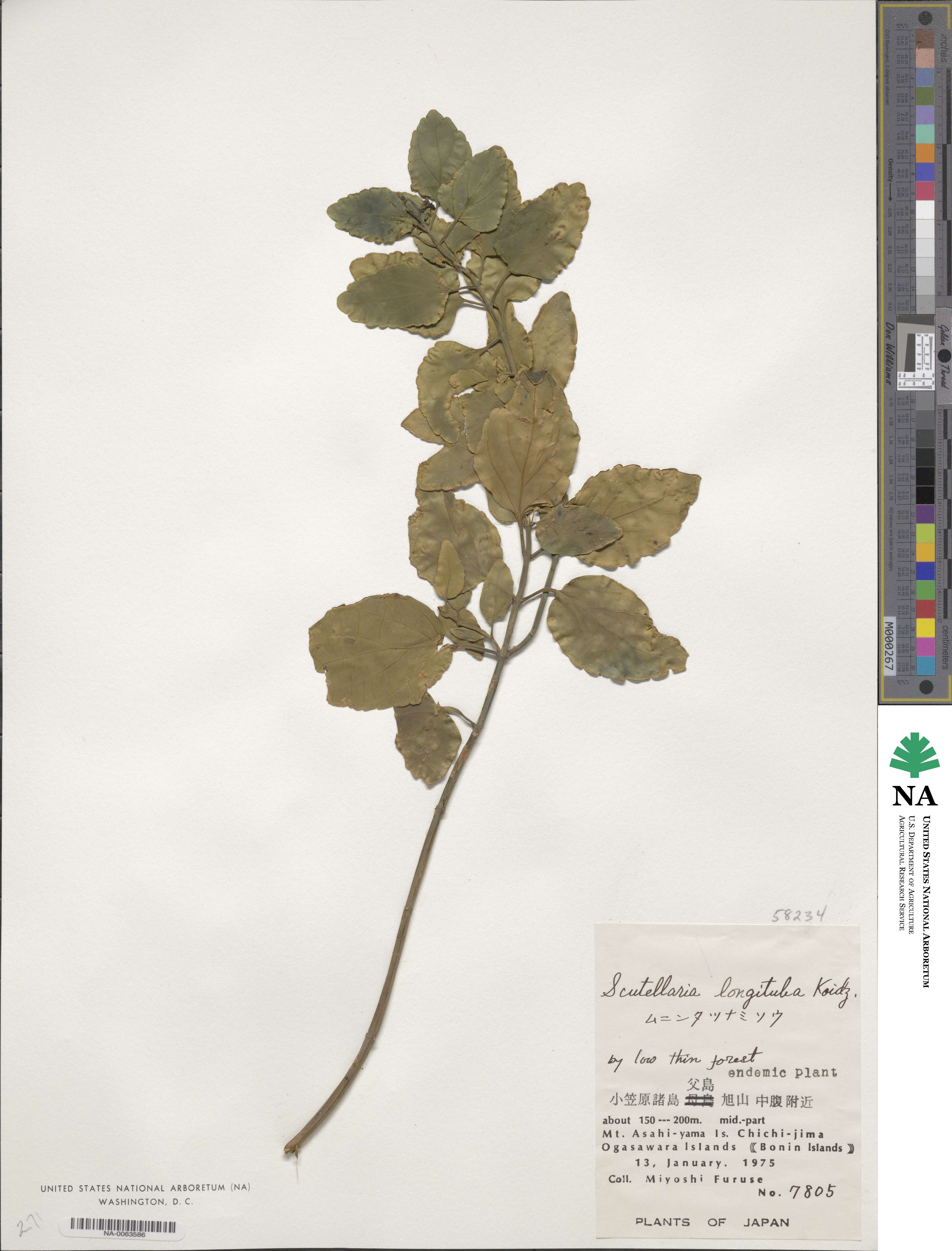 Scutellaria longituba image