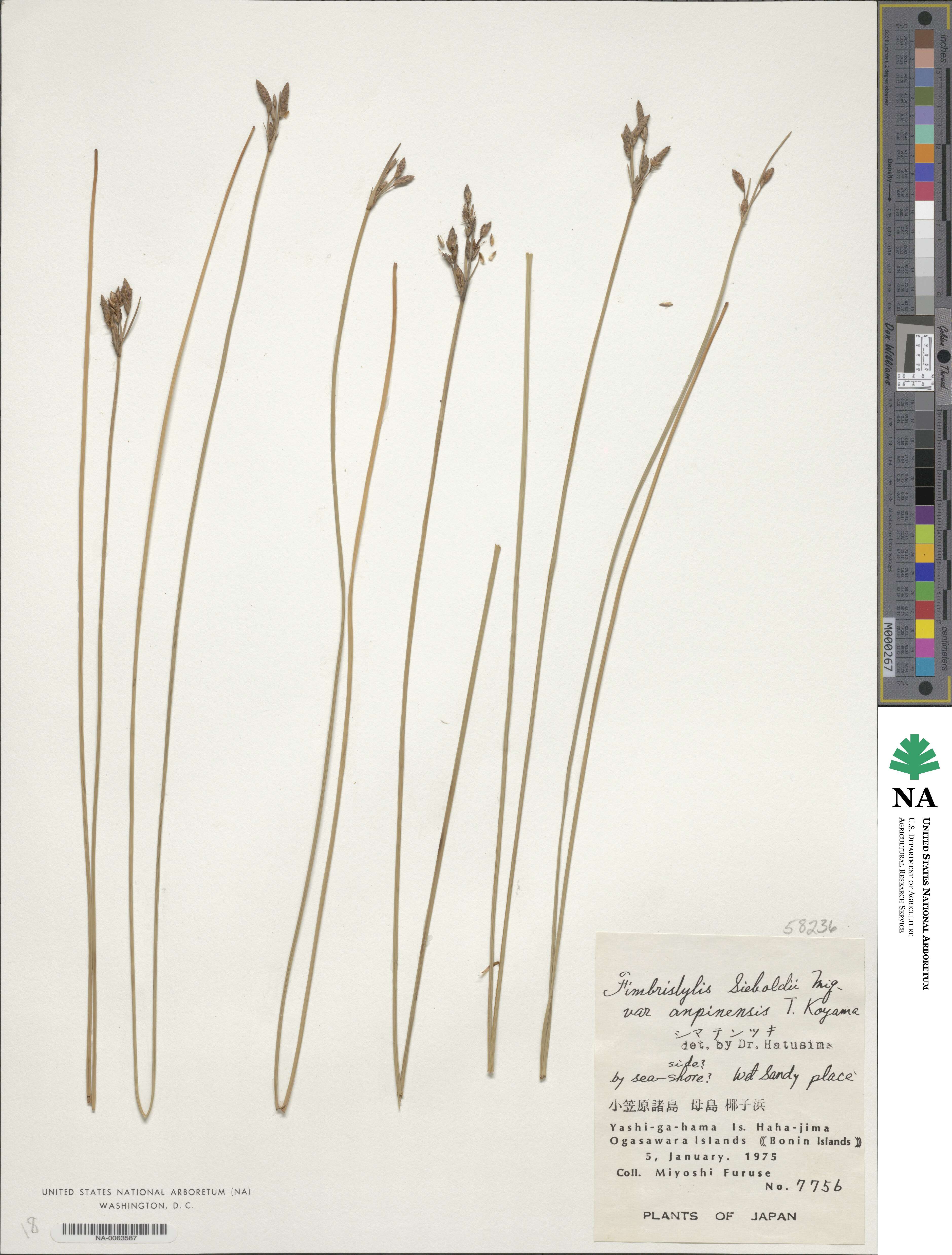 Fimbristylis sieboldii var. anpinensis image