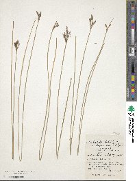 Fimbristylis sieboldii image