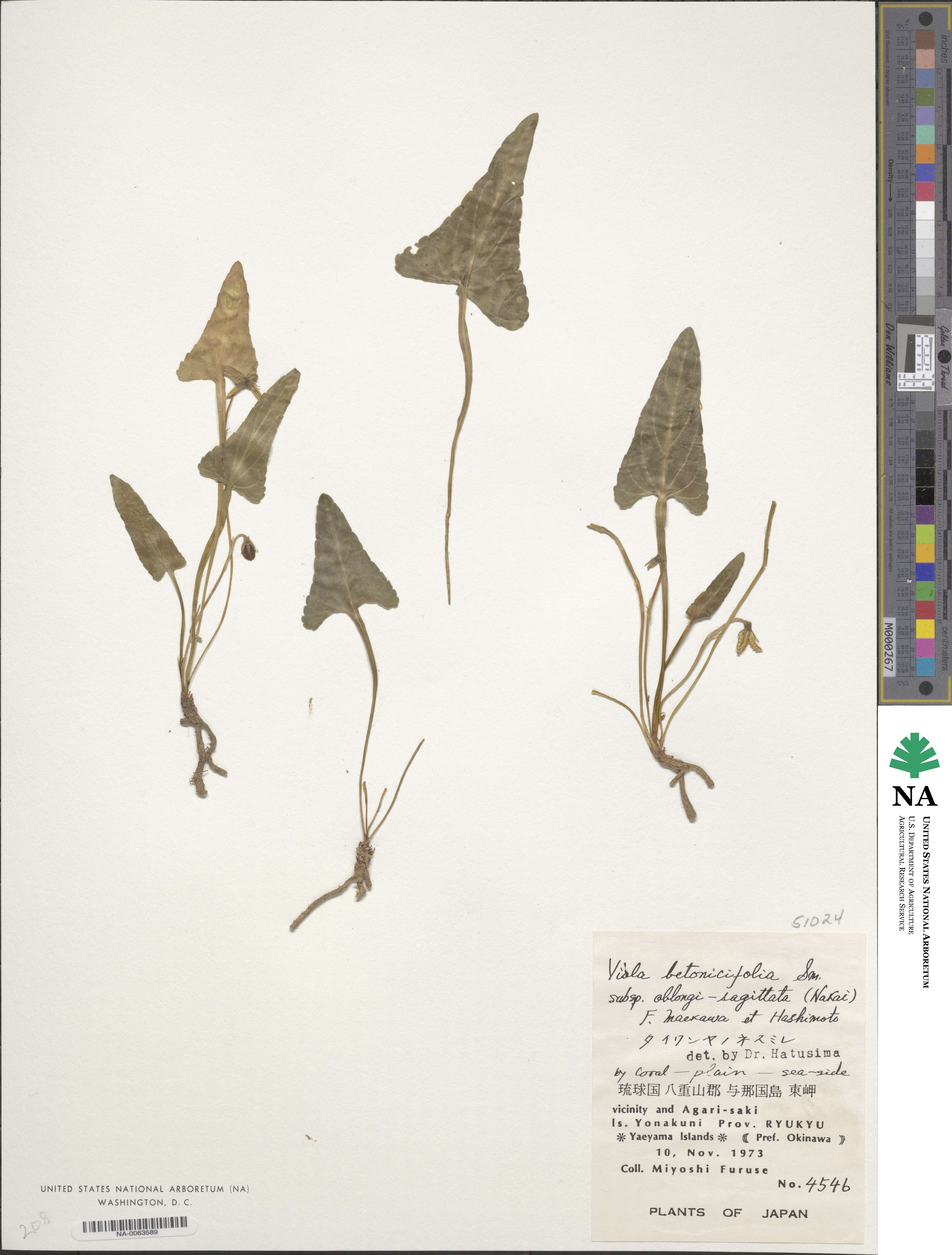 Viola betonicifolia image