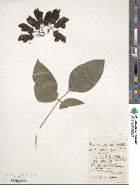 Mucuna gigantea image