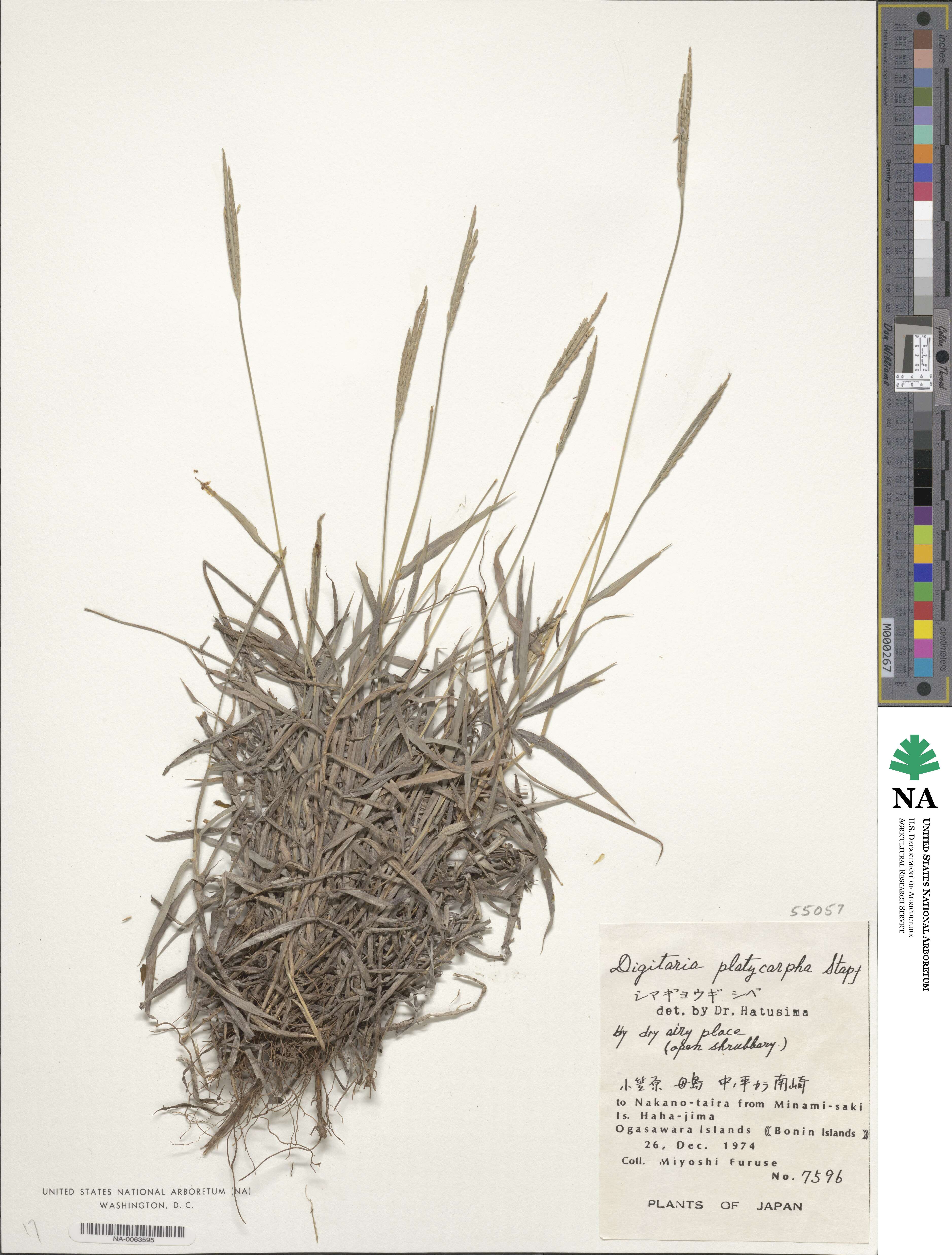 Digitaria platycarpha image