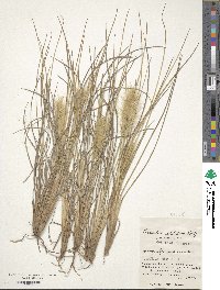 Cenchrus alopecuroides image