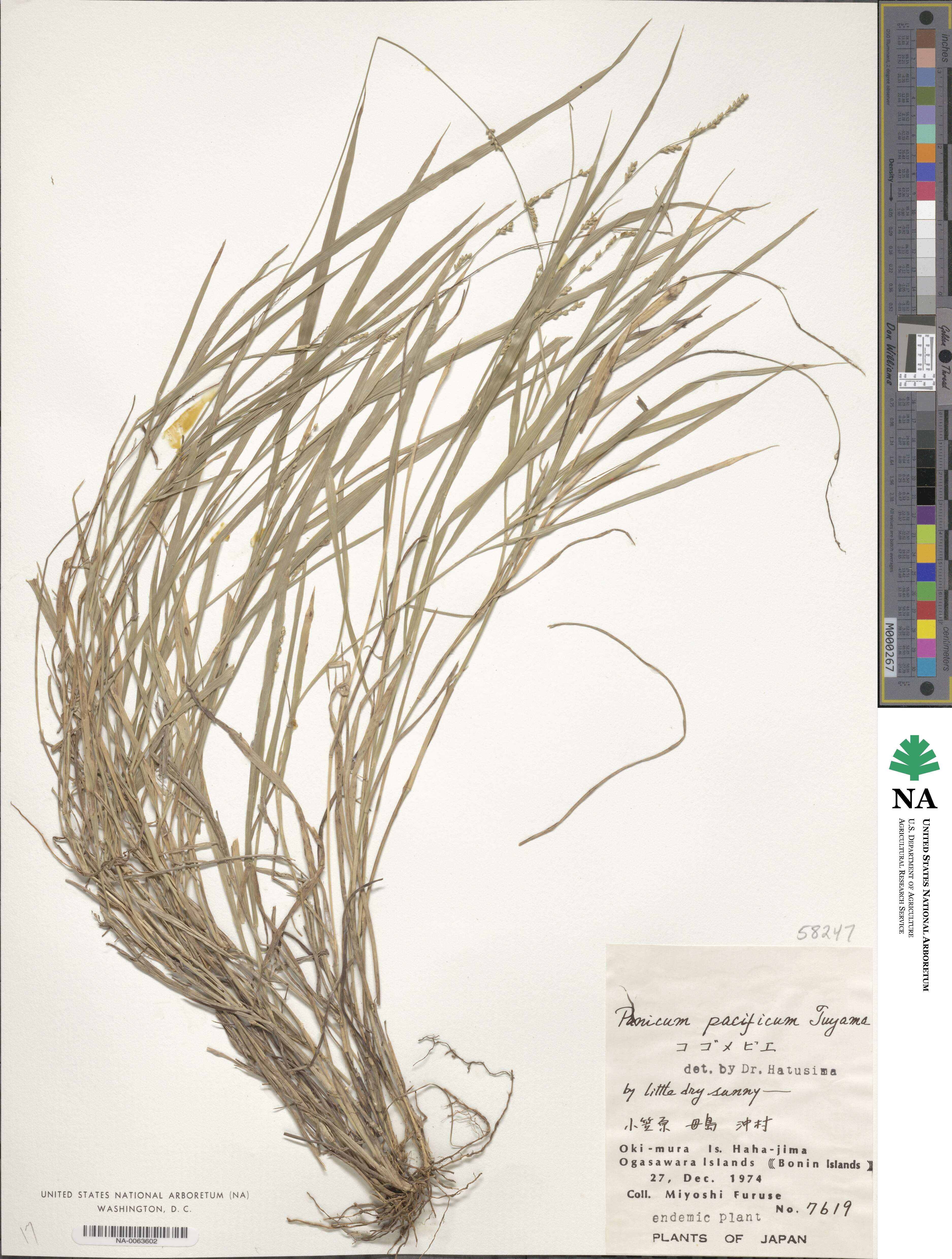 Panicum pacificum image