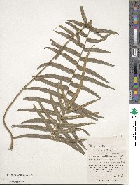 Pteris vittata image