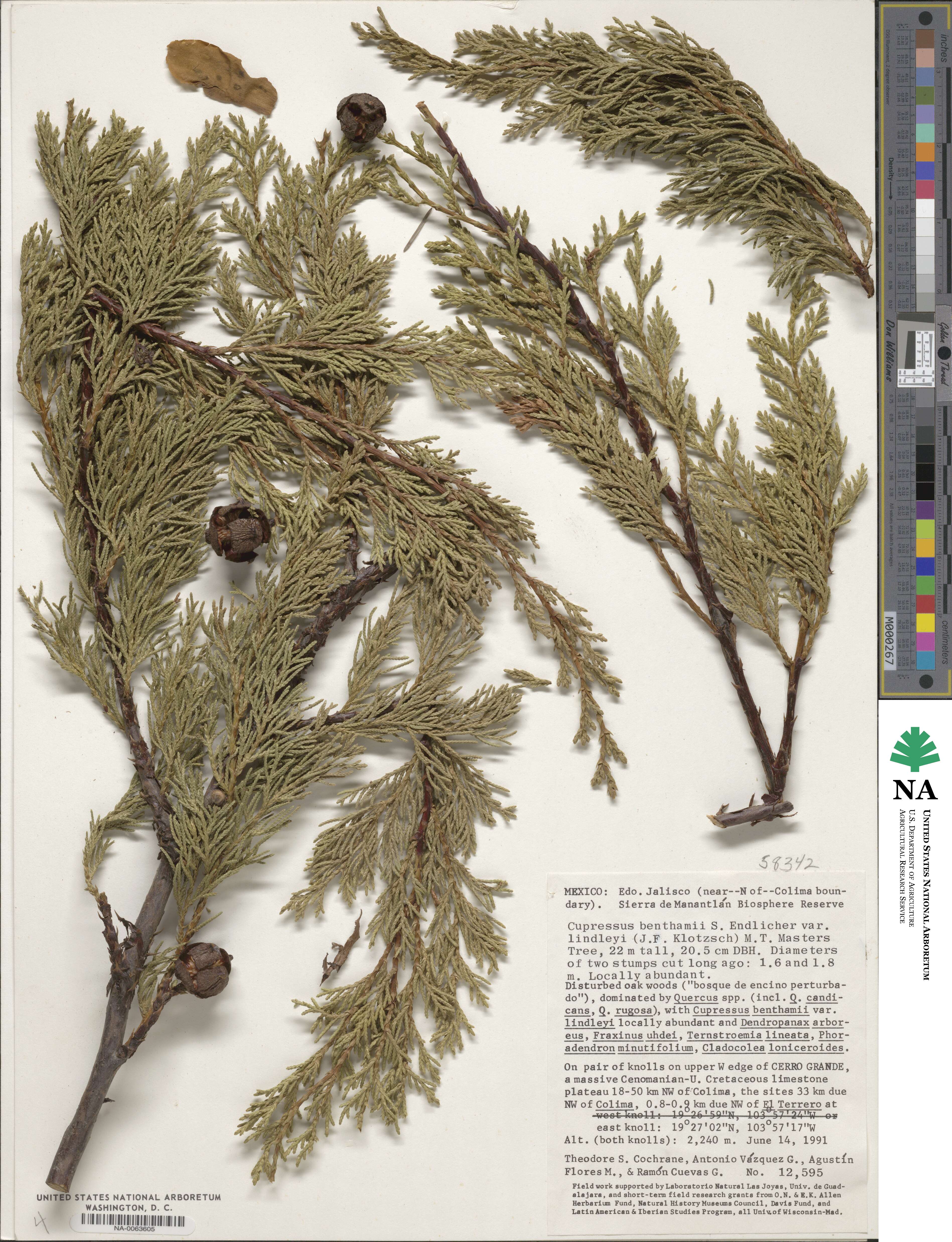 Cupressus lusitanica var. lusitanica image