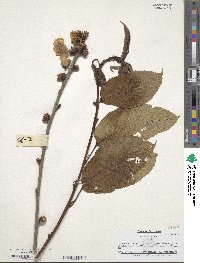 Prunus avium image