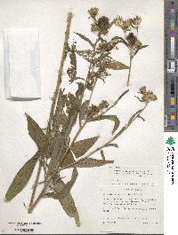 Vernonia galamensis image