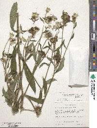 Vernonia galamensis image