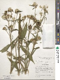 Vernonia galamensis image