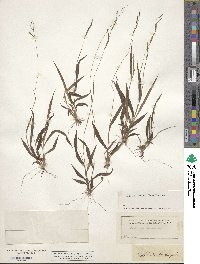 Image of Paspalum caespitosum