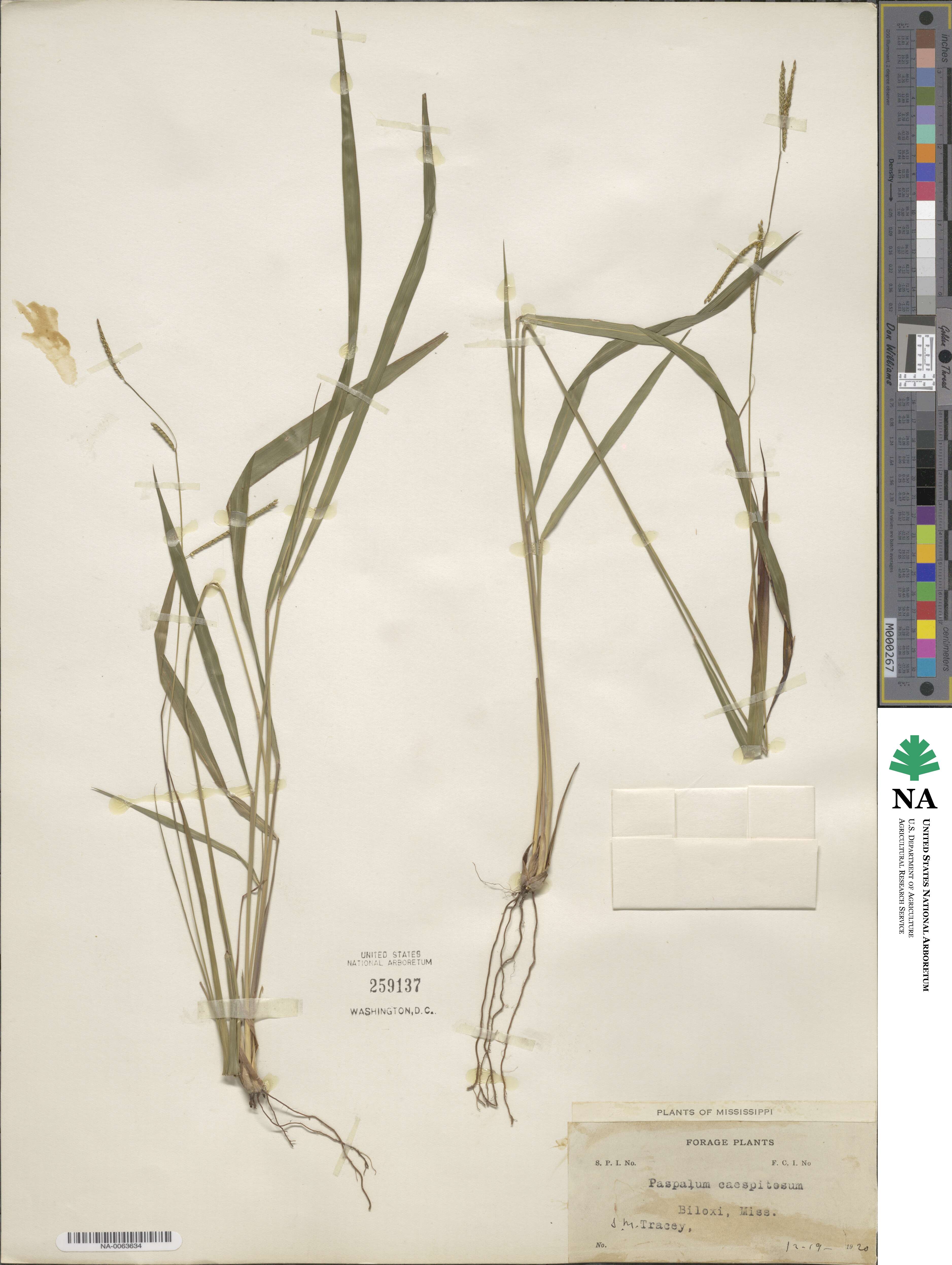 Paspalum caespitosum image