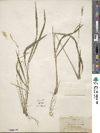 Paspalum caespitosum image