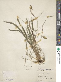 Paspalum caespitosum image