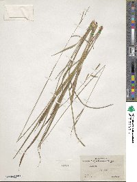 Paspalum caespitosum image